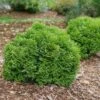 Tater Tot® Arborvitae - 4" Pot - Thuja - Proven Winners