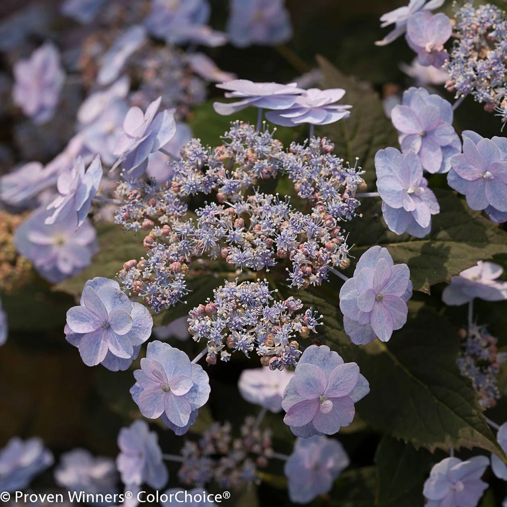 Tiny Tuff Stuff™ Mountain Hydrangea - Proven Winners - 4" Pot - Image 4