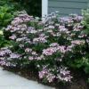 Tiny Tuff Stuff™ Mountain Hydrangea - Proven Winners - 4" Pot