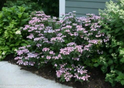 Tiny Tuff Stuff™ Mountain Hydrangea - Proven Winners - 4" Pot