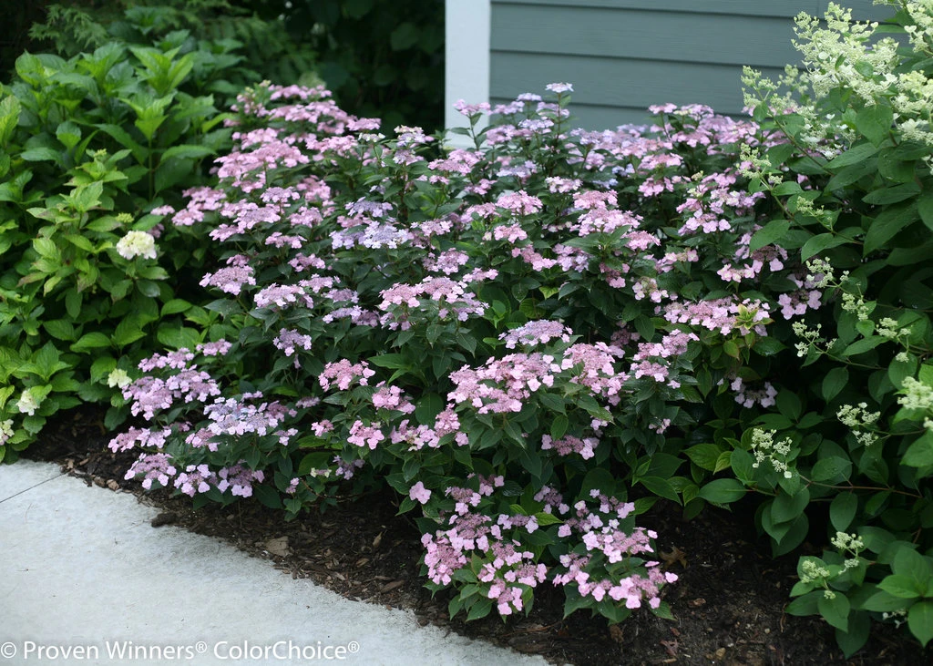 Tiny Tuff Stuff™ Mountain Hydrangea - Proven Winners - 4" Pot