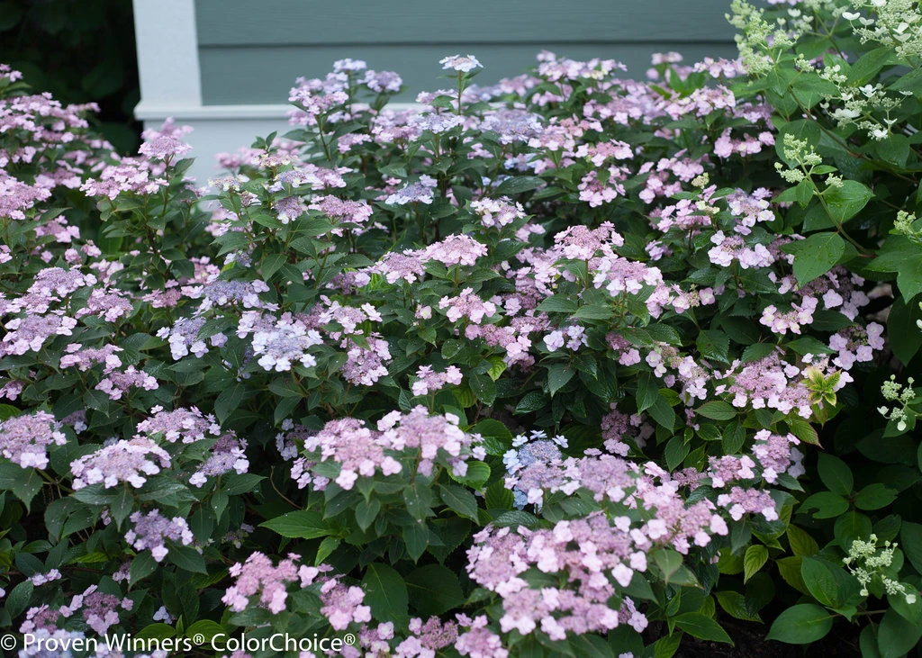 Tiny Tuff Stuff™ Mountain Hydrangea - Proven Winners - 4" Pot - Image 3