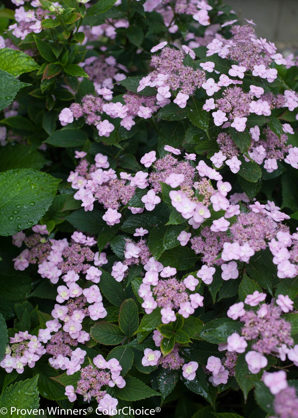 Tiny Tuff Stuff™ Mountain Hydrangea - Proven Winners - 4" Pot - Image 2