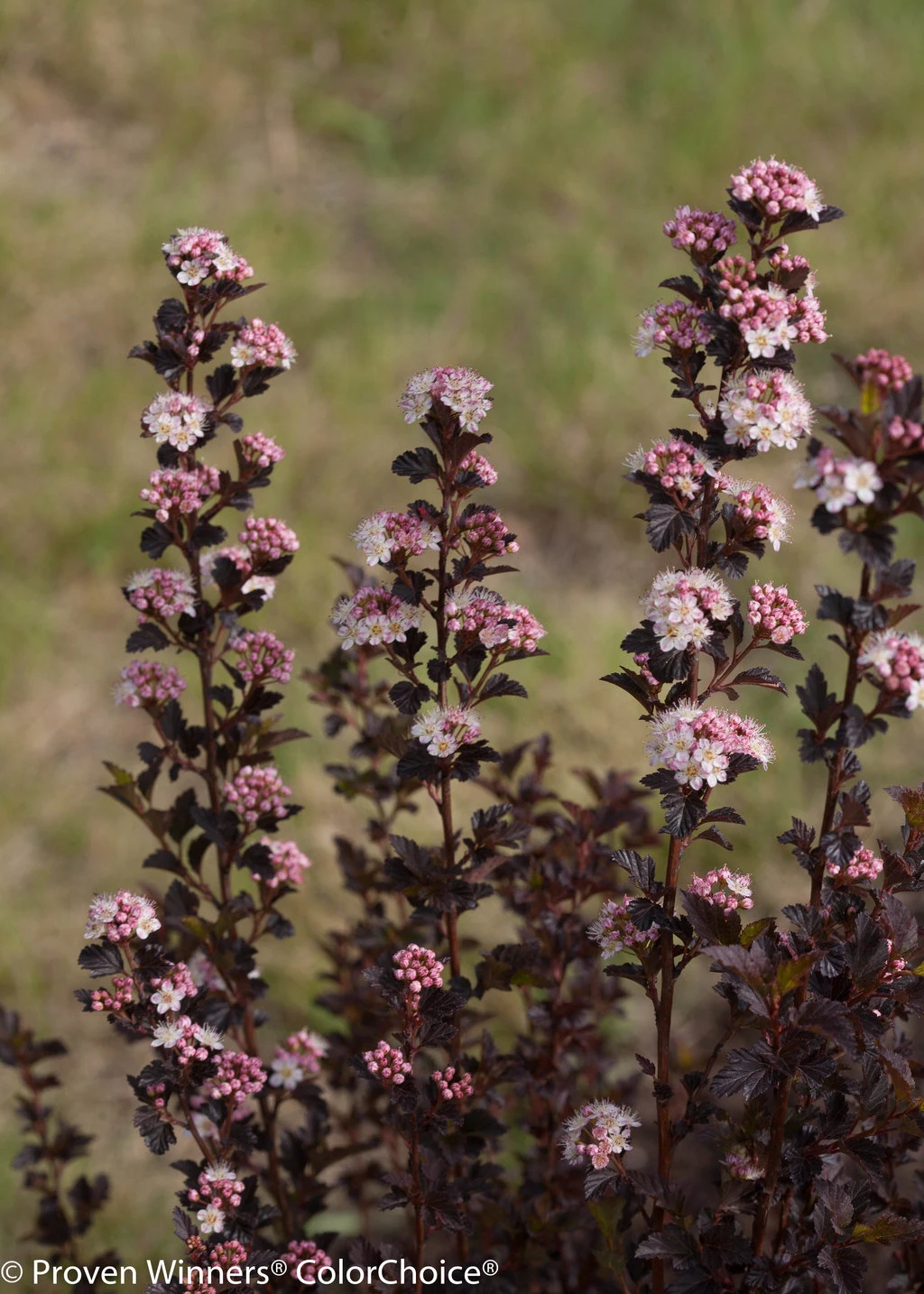 TINY WINE® Ninebark Perennial Shrub - Physocarpus - Proven Winners - 4" Pot - Image 2
