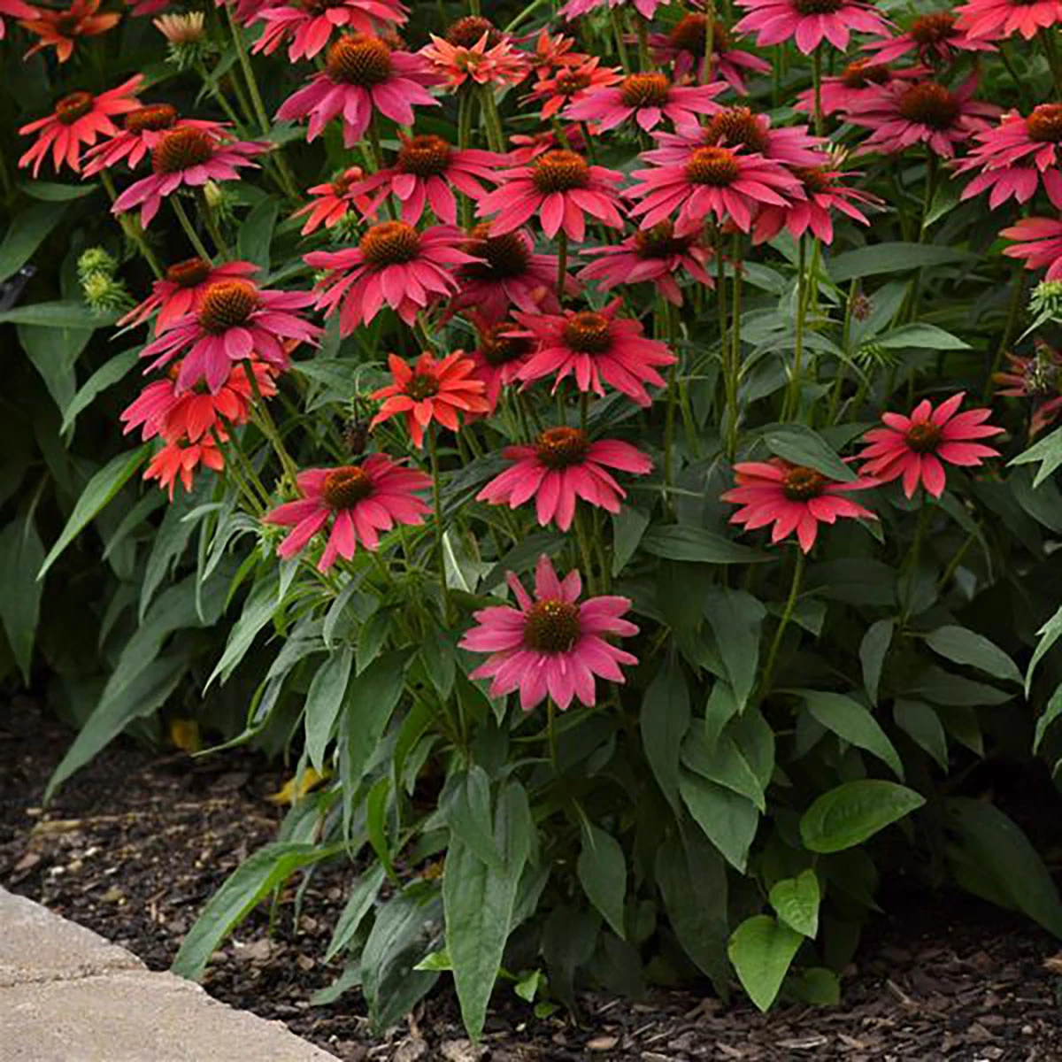 Sombrero® Tres Amigos Coneflower Perennial - Echinacea - Gallon Pot - Image 2