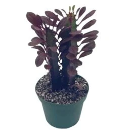 African Milk Tree, Euphorbia Trigona 4" Inch Pot, Red Original Color African Milktree, Red Cathedral Cactus Milk Tree, Well Rooted Starter