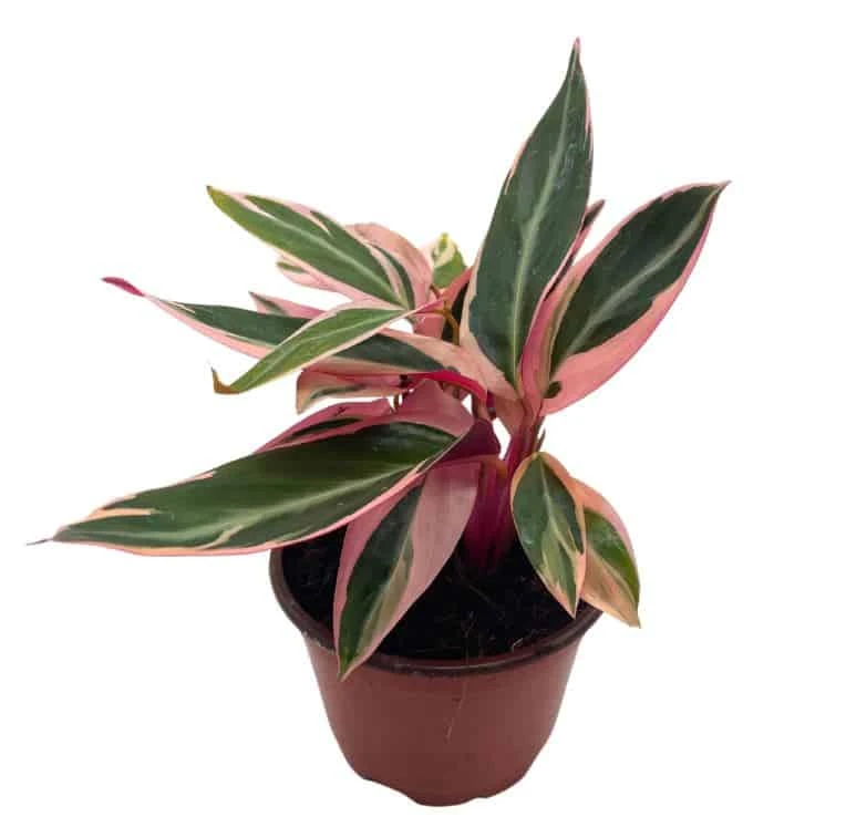 Stromanthe Triostar 4 Inch Sanguinea Beautiful And Easy Indoor House Plant - Image 2