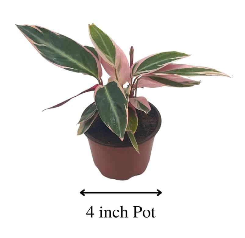 Stromanthe Triostar 4 Inch Sanguinea Beautiful And Easy Indoor House Plant - Image 3