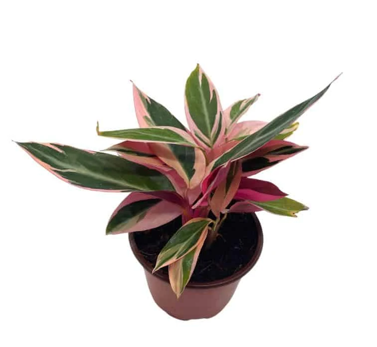 Stromanthe Triostar 4 Inch Sanguinea Beautiful And Easy Indoor House Plant - Image 4