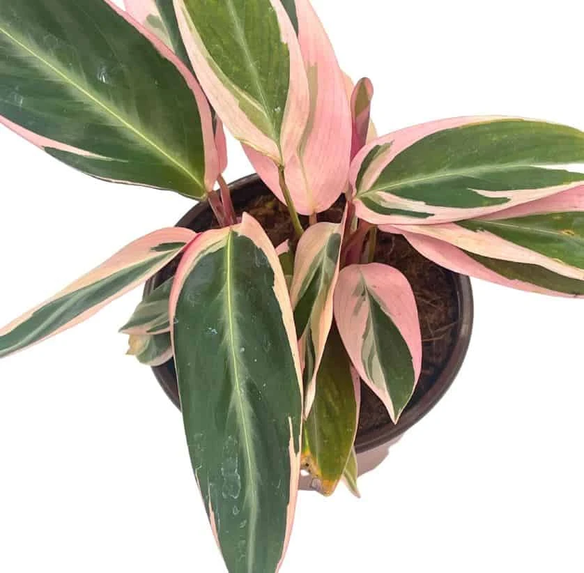 Stromanthe Triostar 4 Inch Sanguinea Beautiful And Easy Indoor House Plant - Image 6