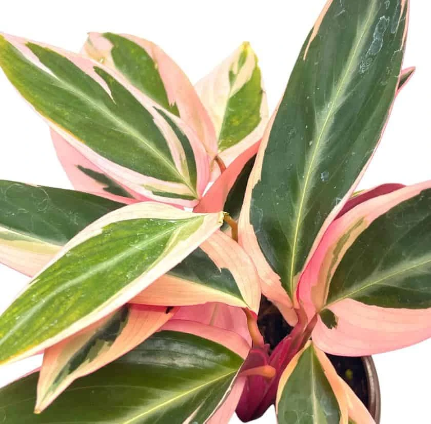 Stromanthe Triostar 4 Inch Sanguinea Beautiful And Easy Indoor House Plant - Image 8