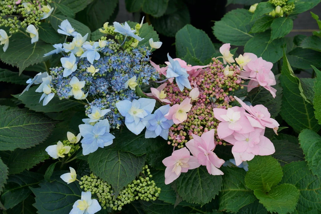 Tuff Stuff™ Ah-Ha Mountain Hydrangea Bush - Rebloomer - 4" Pot - Proven Winners