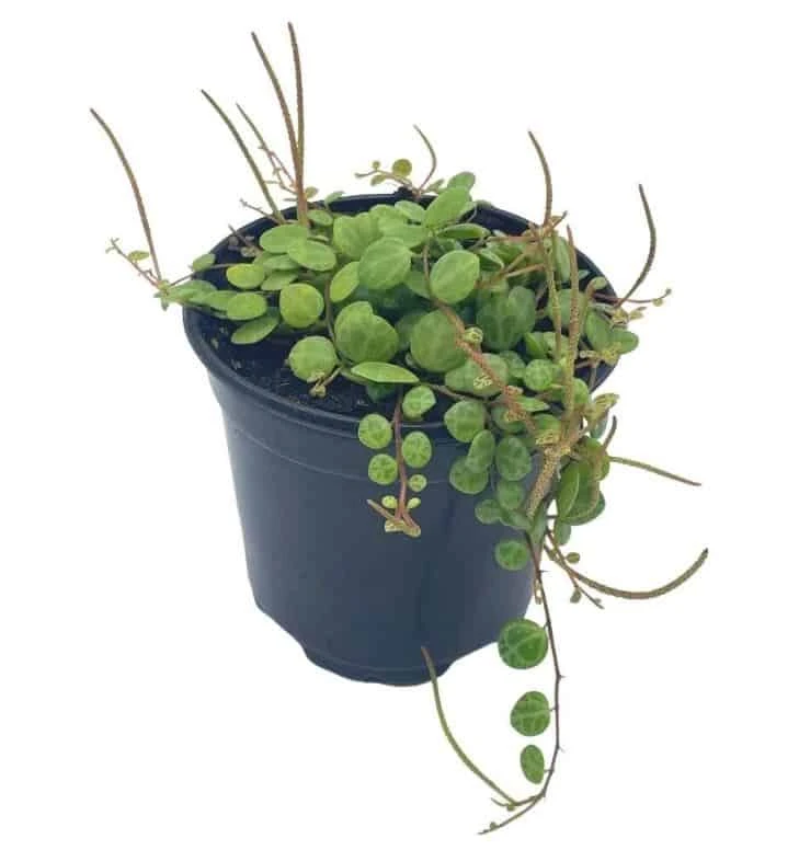 String Of Turtles, Peperomia Prostrata, Very Filled In A 4 Inch Pot