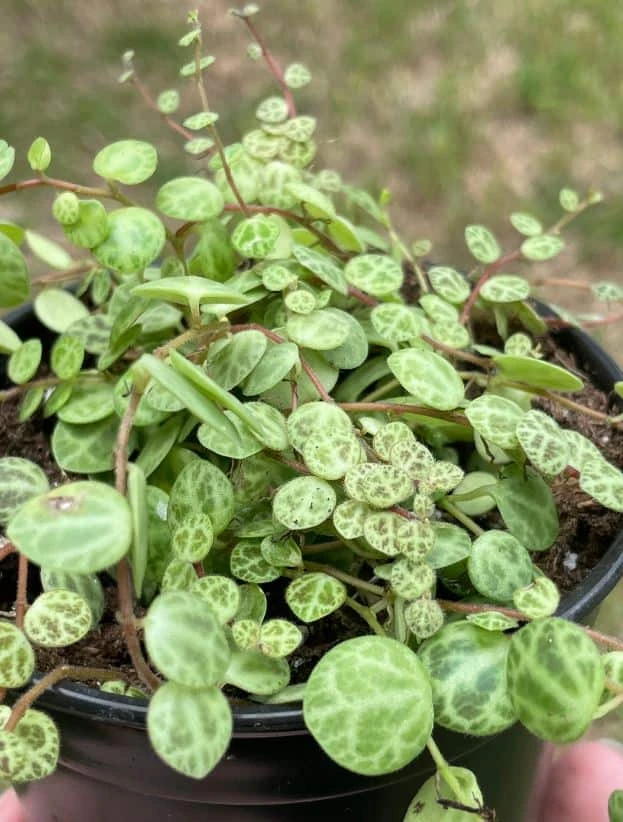 String Of Turtles, Peperomia Prostrata, Very Filled In A 4 Inch Pot - Image 3