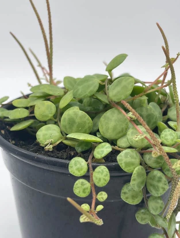 String Of Turtles, Peperomia Prostrata, Very Filled In A 4 Inch Pot - Image 6