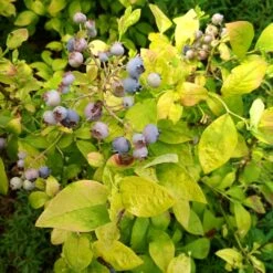Sky Dew™ Gold - Northern Highbush Blueberry - Vaccinium Corymbosum - 4" Pot