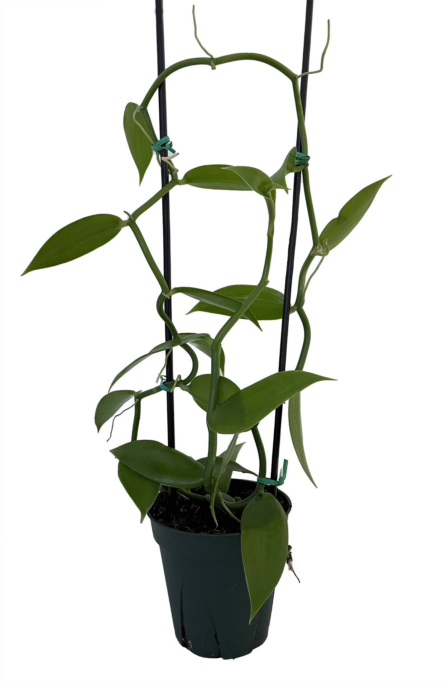 Vanilla Vine Orchid Plant - Vanilla Planifolia - 4.5" Pot With Support Stakes