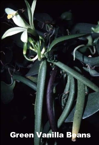 Vanilla Vine Orchid Plant - Vanilla Planifolia - 4.5" Pot With Support Stakes - Image 3