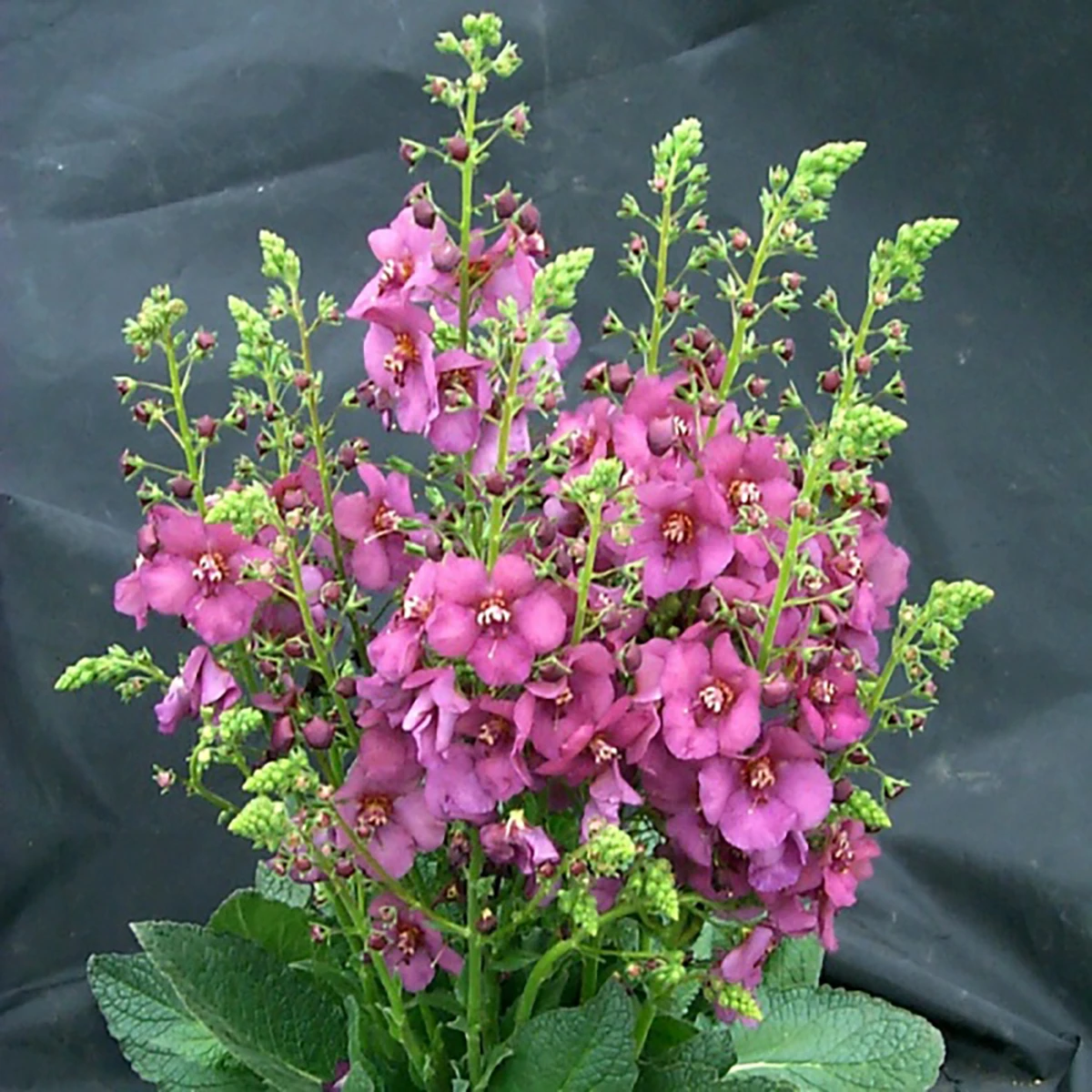 Rosetta Verbascum Phoeniceum Perennial - Quart Pot - Ornamental Mullein