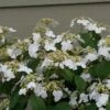 STEADY EDDY® - Viburnum - Doublefile - Proven Winners - 4" Pot