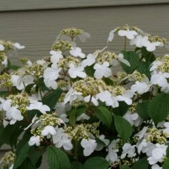 STEADY EDDY® - Viburnum - Doublefile - Proven Winners - 4" Pot