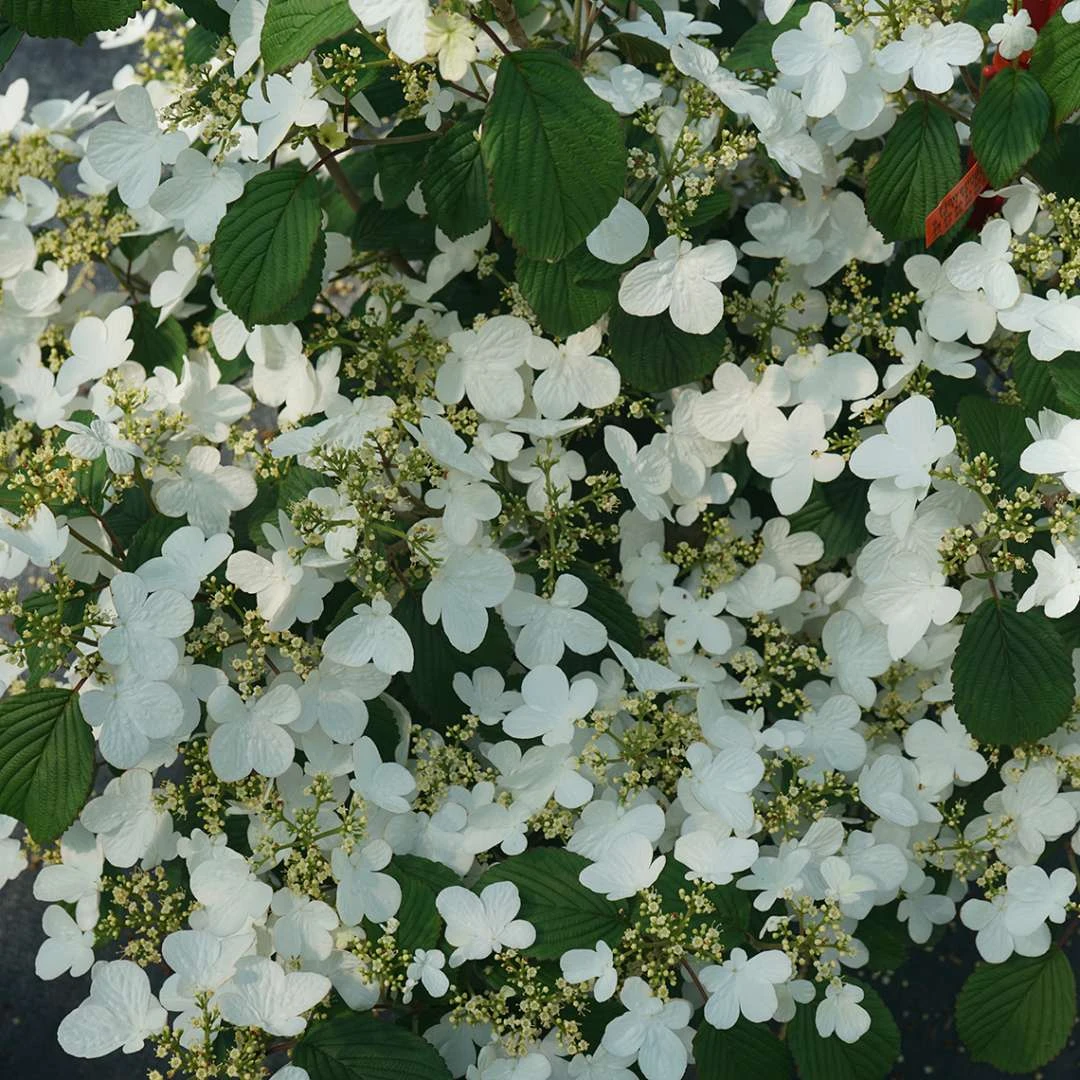 STEADY EDDY® - Viburnum - Doublefile - Proven Winners - 4" Pot - Image 2