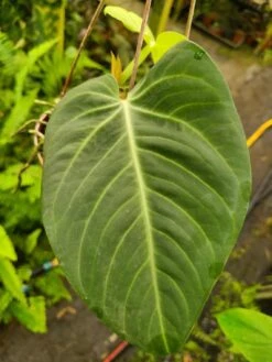 Anthurium Villenaorum Seedling