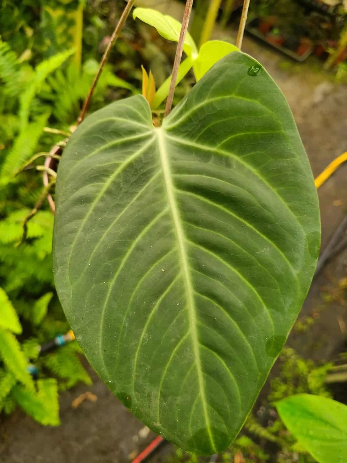 Anthurium Villenaorum Seedling
