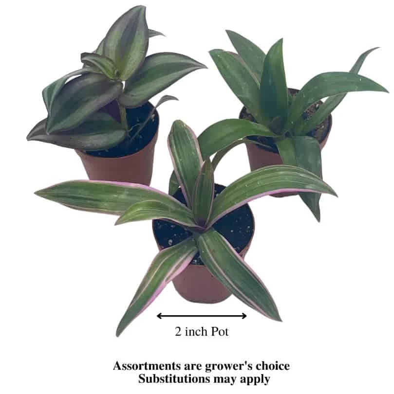 Wandering Jew Assortment, Tradescantia Variety, 2 Inch, Set Of 3 - Image 3