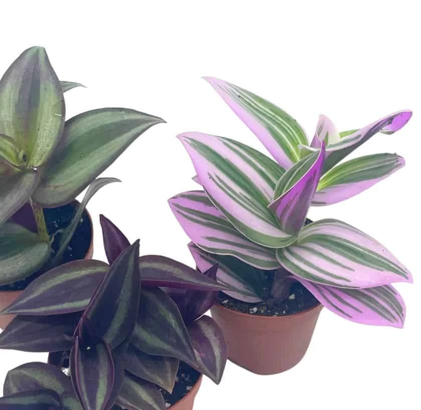 Wandering Jew Assortment, Tradescantia Variety, 2 Inch, Set Of 3 - Image 5