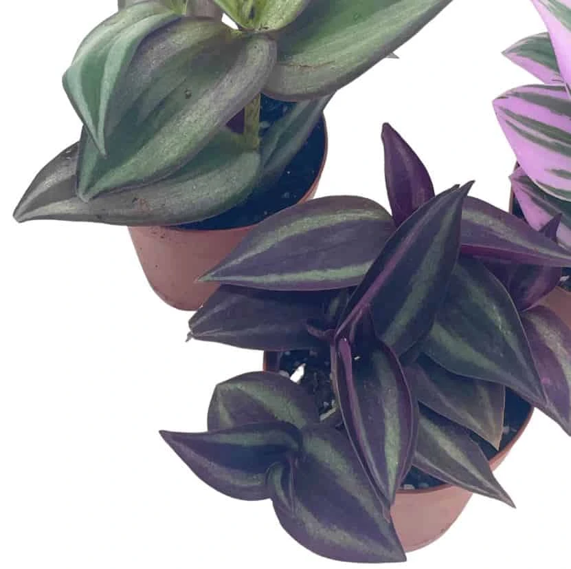 Wandering Jew Assortment, Tradescantia Variety, 2 Inch, Set Of 3 - Image 6