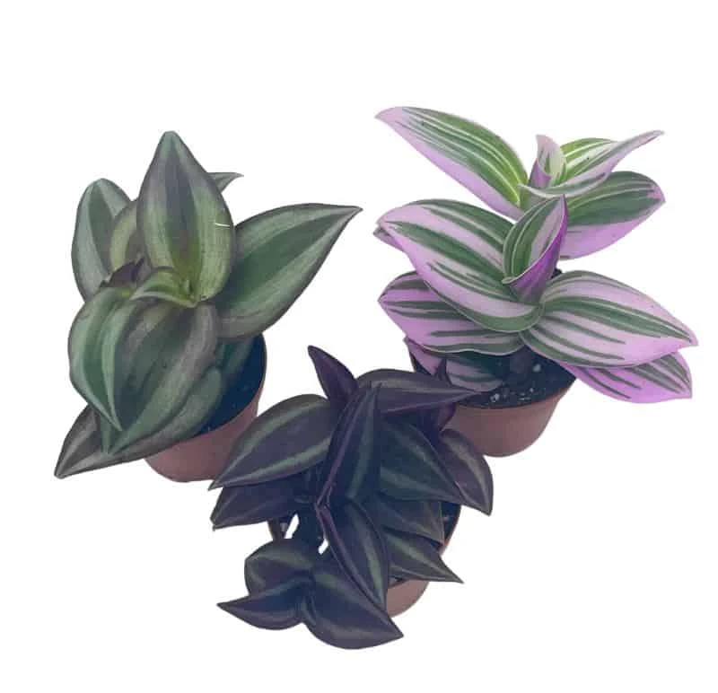 Wandering Jew Assortment, Tradescantia Variety, 2 Inch, Set Of 3 - Image 7
