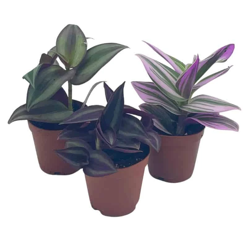 Wandering Jew Assortment, Tradescantia Variety, 2 Inch, Set Of 3 - Image 8