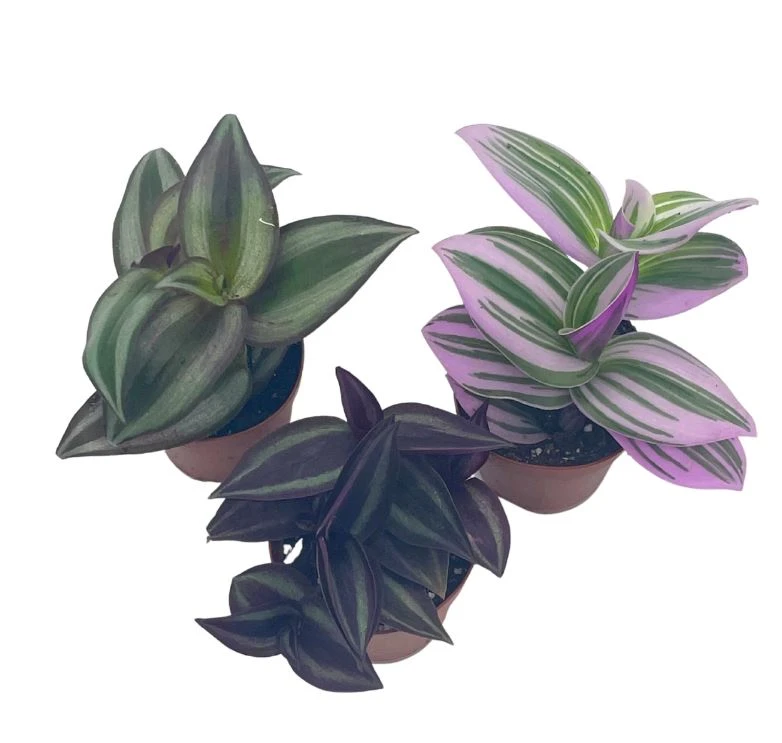 Wandering Jew Assortment, Tradescantia Variety, 2 Inch, Set Of 3 - Image 9