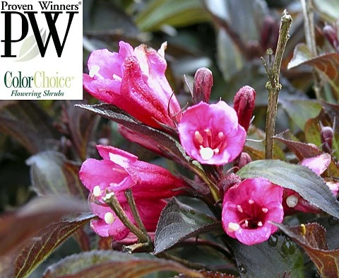 Wine & RosesĀ® Weigela - Outdoors Or Bonsai - Hardy - Proven Winners - 4" Pot