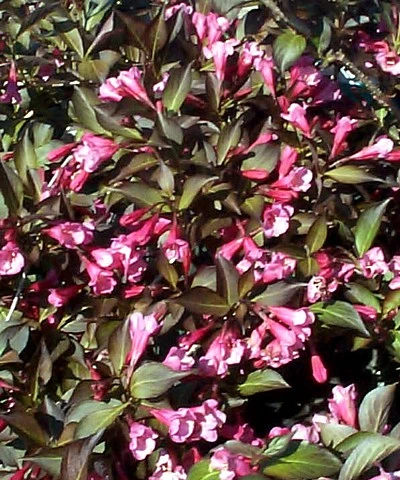 Wine & RosesĀ® Weigela - Outdoors Or Bonsai - Hardy - Proven Winners - 4" Pot - Image 3