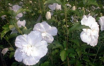 White Chiffon™ Hibiscus Syriacus 'Notwoodtwo' - Rose Of Sharon - Proven Winner - Image 2