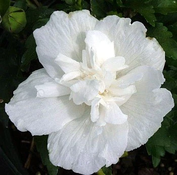 White Chiffon™ Hibiscus Syriacus 'Notwoodtwo' - Rose Of Sharon - Proven Winner - Image 3
