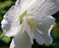 White Chiffon™ Hibiscus Syriacus 'Notwoodtwo' - Rose Of Sharon - Proven Winner
