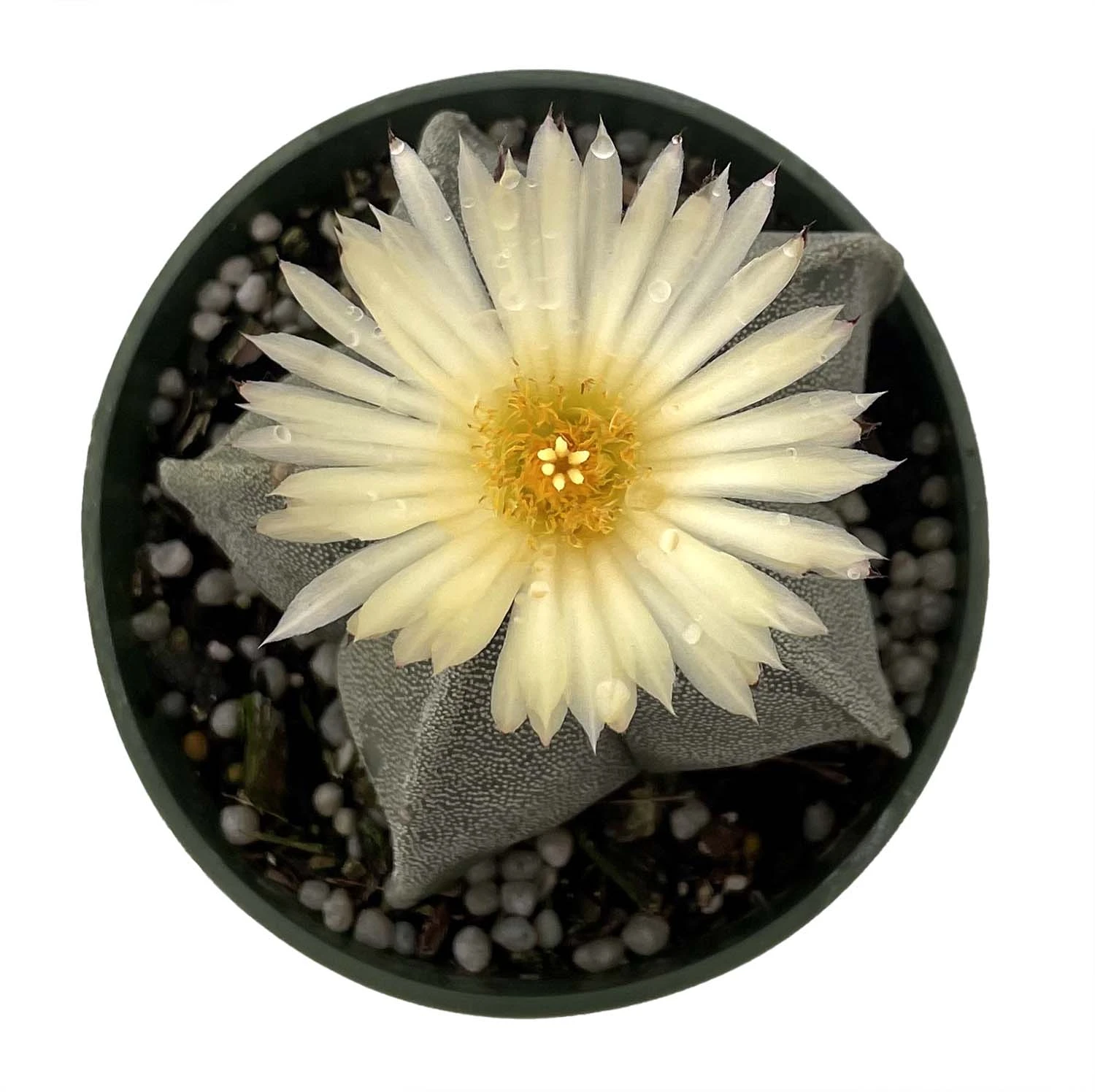 White Star Bishop's Cap Cactus - Astrophytum - 4" Pot - Image 2