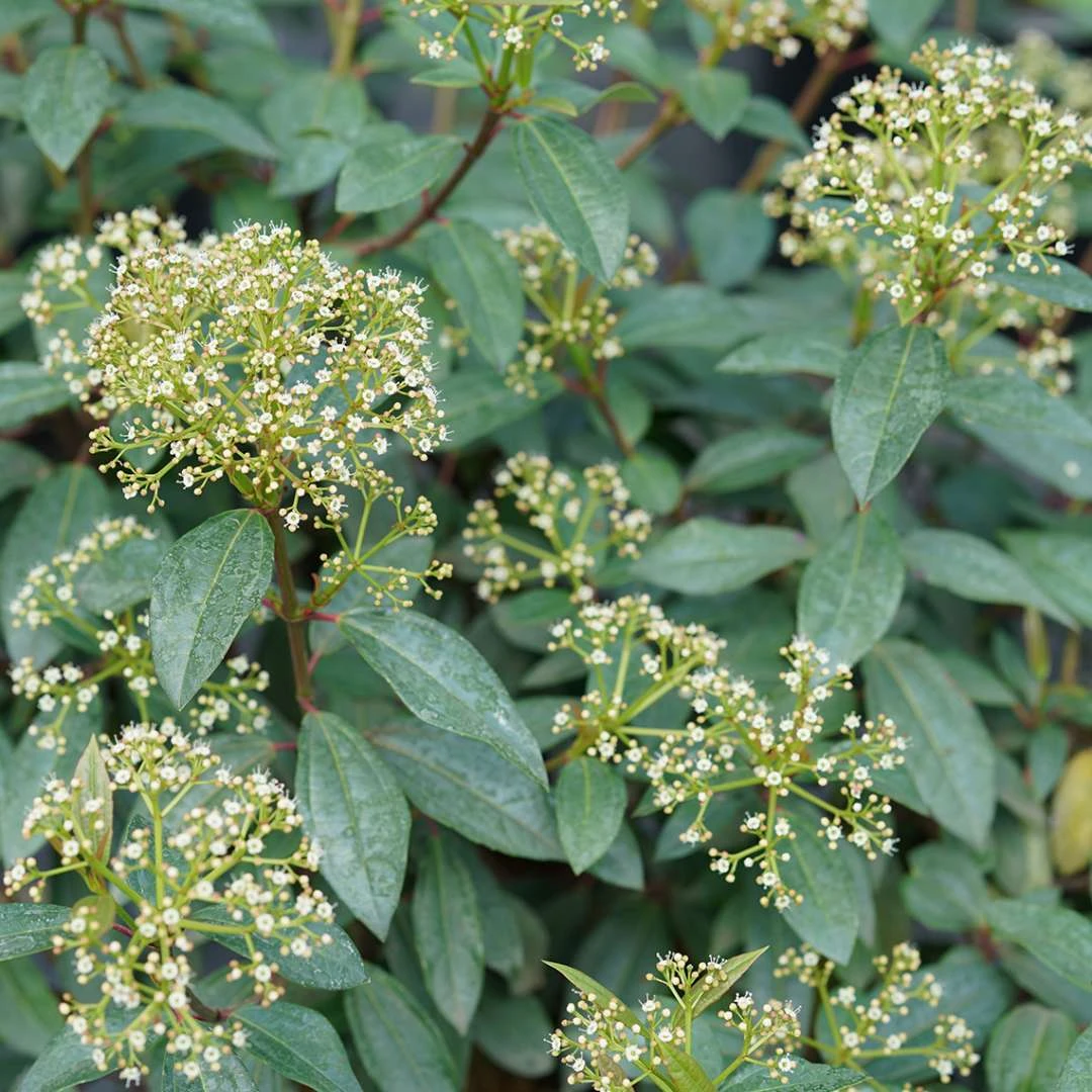 YANG™ Viburnum Shrub - Compact Hybrid - Proven Winners - 4" Pot - Image 2