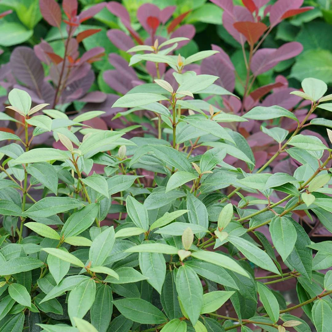 YANG™ Viburnum Shrub - Compact Hybrid - Proven Winners - 4" Pot - Image 3