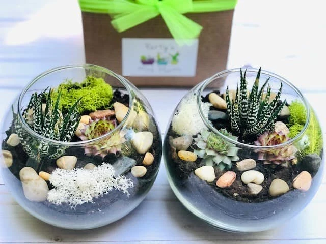 Succulent Terrarium Kit, Glass Terrarium, Cactus Plant Kit, Succulent Gift Box, DIY Plant Kit, Plant Lover Gift