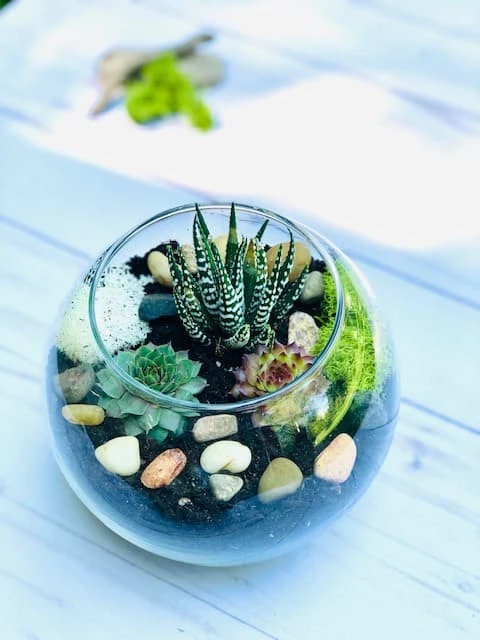 Succulent Terrarium Kit, Glass Terrarium, Cactus Plant Kit, Succulent Gift Box, DIY Plant Kit, Plant Lover Gift - Image 8